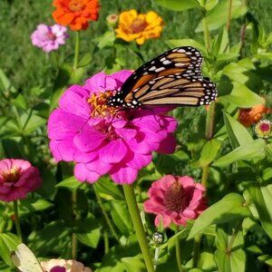 Meet your Posher, Rachael